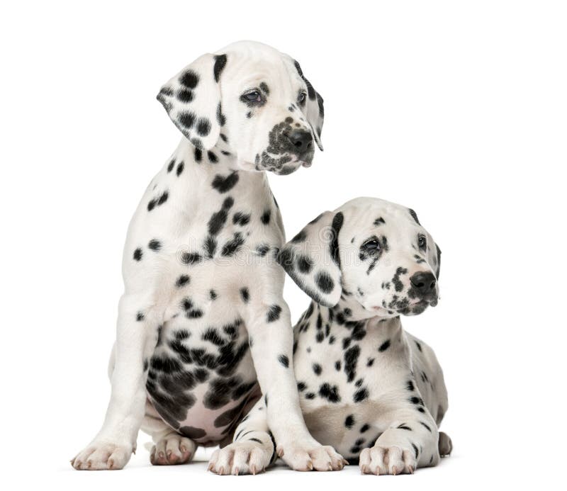 how many puppies can a dalmatian have