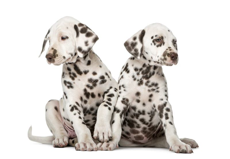 how many puppies can a dalmatian have