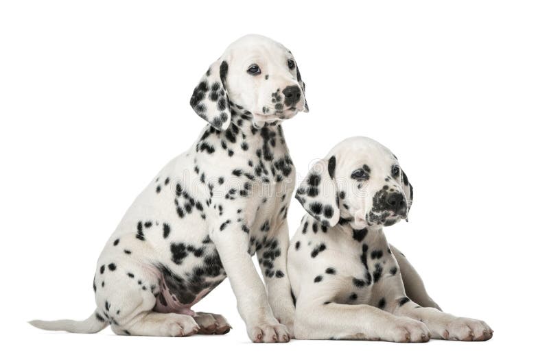 how many puppies can a dalmatian have