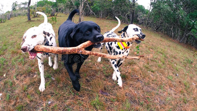 are dalmatians labradors