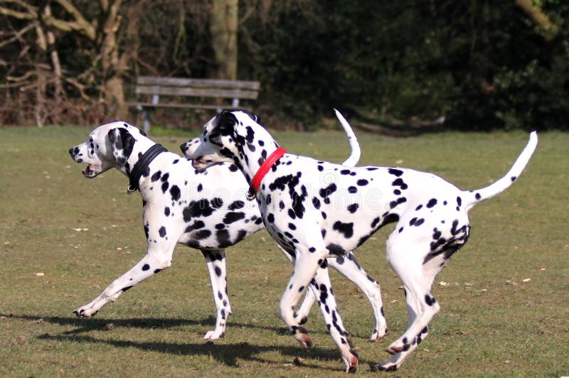 Two Dalmatians running in the park