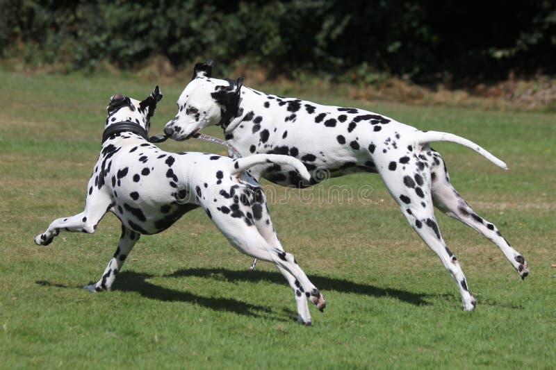 Two Dalmatians running in the park