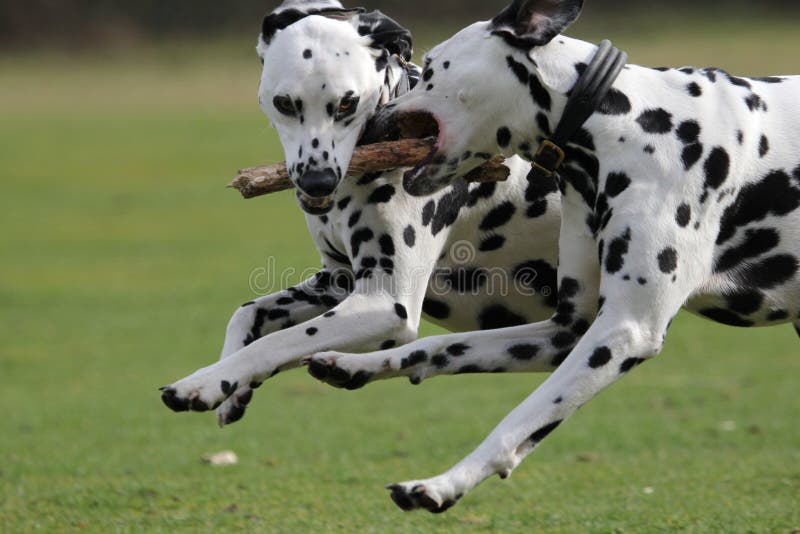 Two Dalmatians running