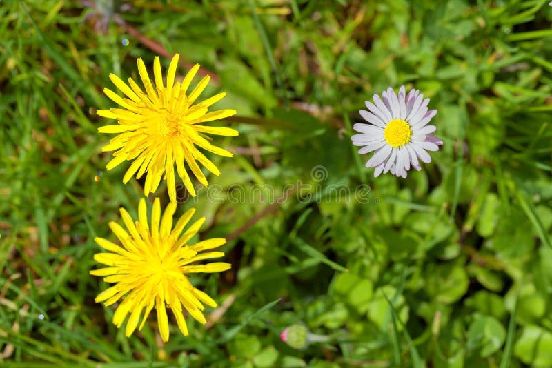 Two dandelion flowers and a wild marguerite stock photo Two dandelion flowers and a wild marguerite stock photo