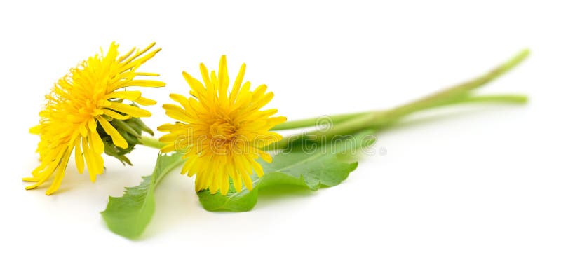 Two dandelions with leaves