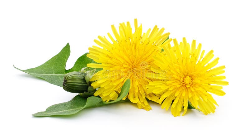 Two dandelions with leaves.