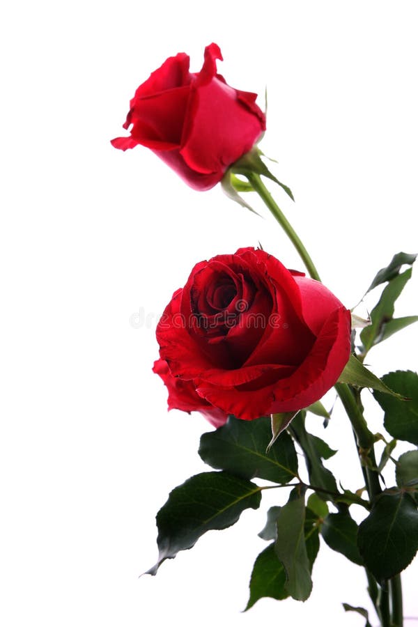 Two dark red roses isolated on white