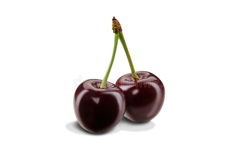 Two dark red sweet cherries with stems isolated over white background. Appetizing ripe berries with pleasant aroma. Summer harvest