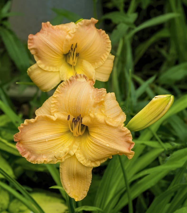 Two Daylilies stock photo. Image of flower, double, bloom 1498354