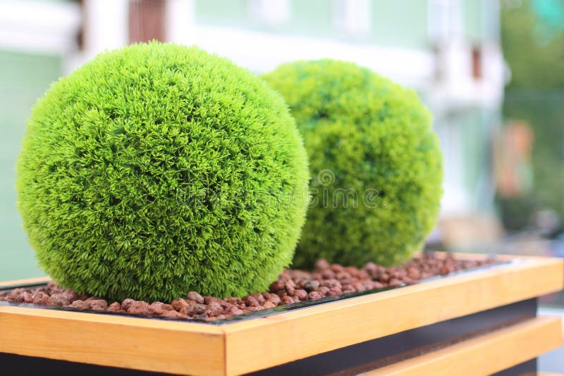 Two decorative green shrubs in shape of ball in wooden flowerpot