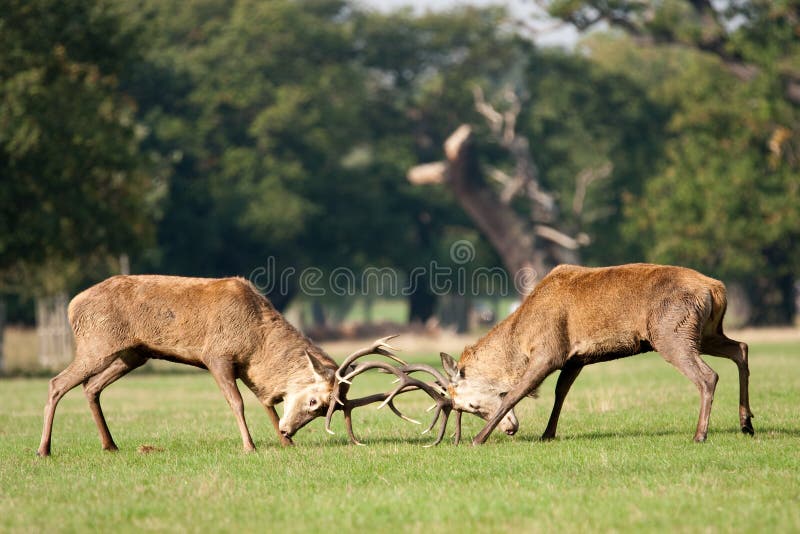 Two deer stags fighting with antlers