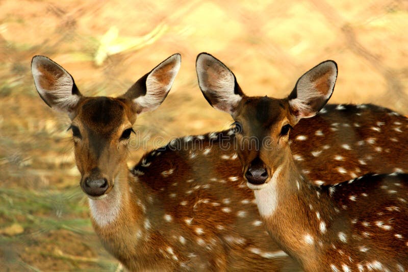 Two deers looking to the camera