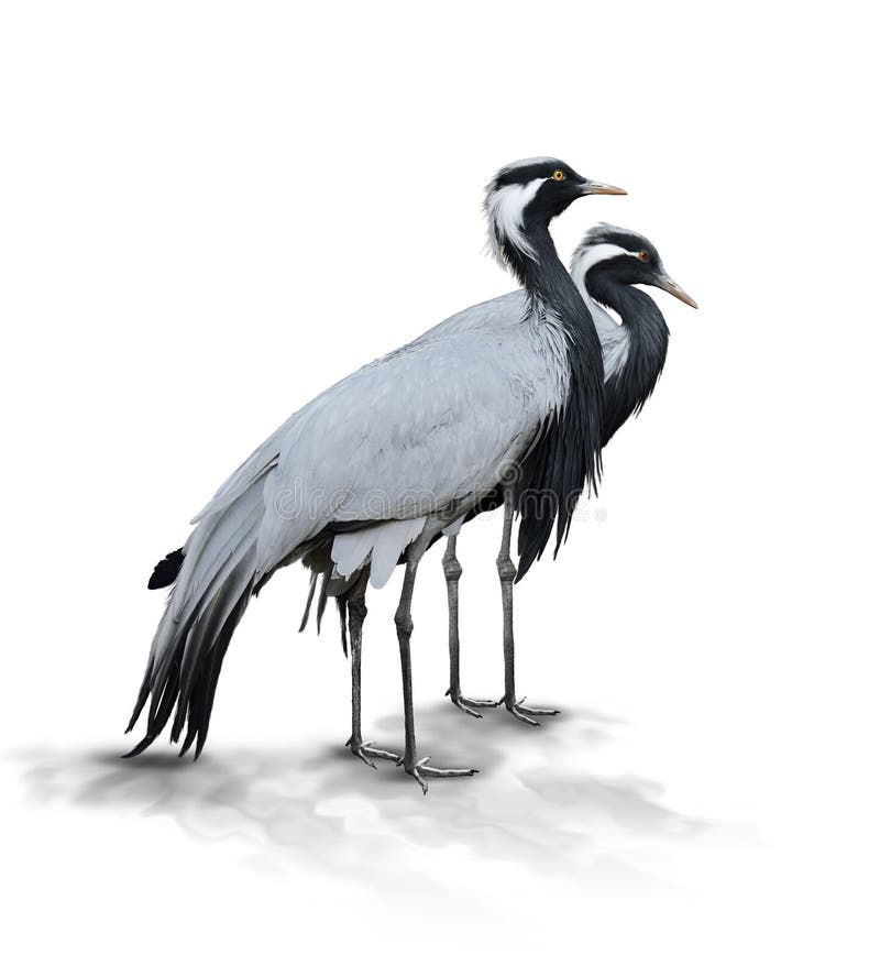 Two Demoiselle Crane Birds