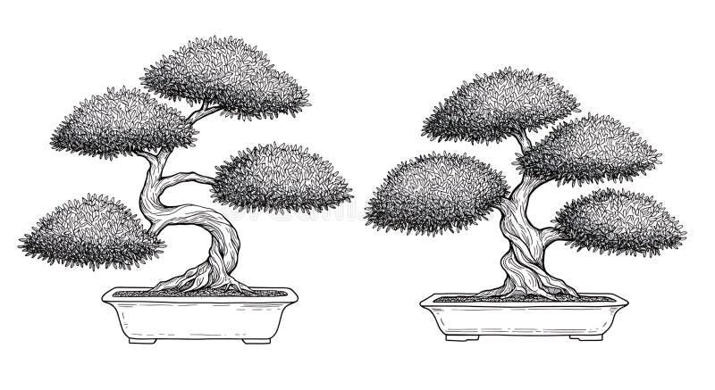 Delicate black and white bonsai trees in minimalist illustration style. vector illustration