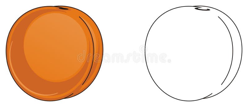 Two different apricots stock illustration. Illustration of farm - 90773790