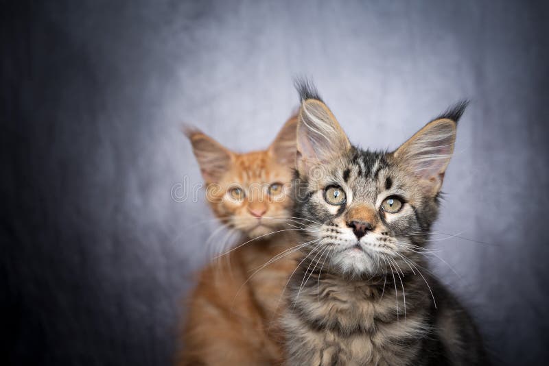 Two Different Colored Maine Coon Kittens Sidy by Side Stock Image ...