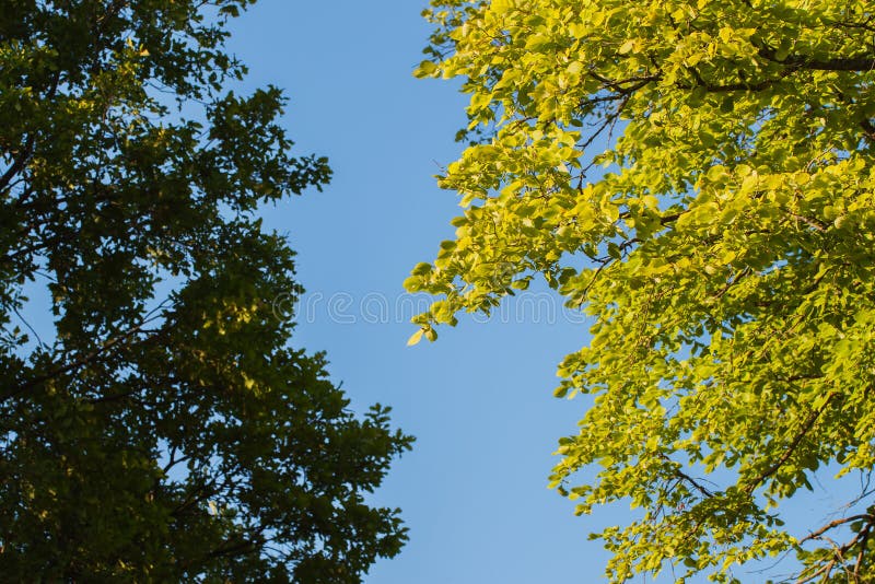 Two different kinds of green branches and blue sky