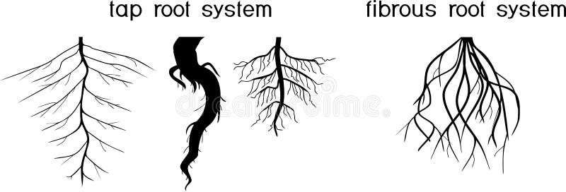 Different types of root systems: tap and fibrous root systems. Two different types of root systems: tap and fibrous root systems royalty free illustration Different types of root systems: tap and fibrous root systems. Two different types of root systems: tap and fibrous root systems royalty free illustration