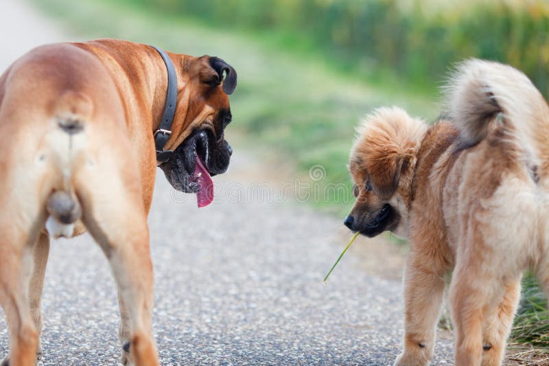 Two dog friends on the road