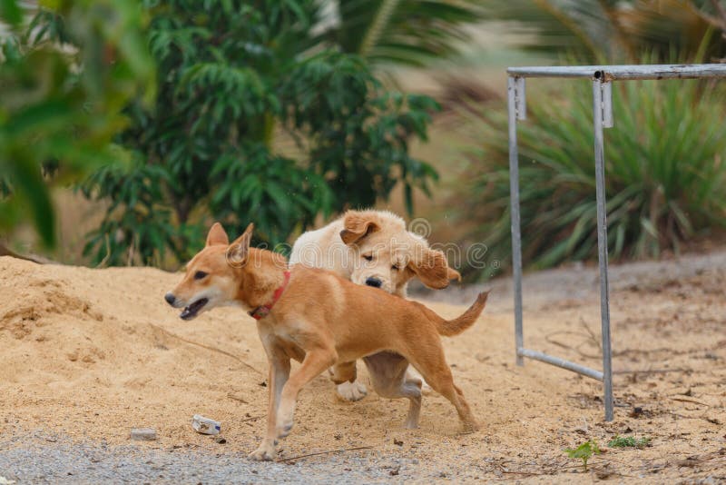 Two dog play and fight stock photo. Image of brown, portrait 255538926