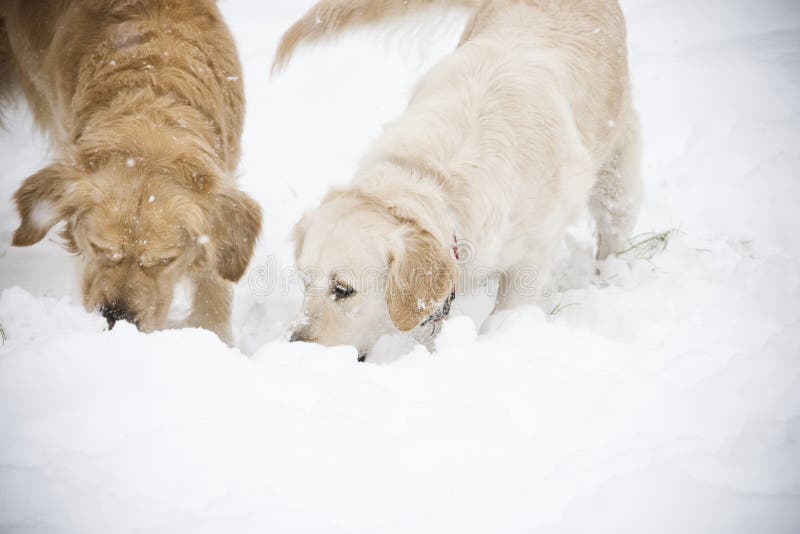 Two dogs stock image Two dogs stock image