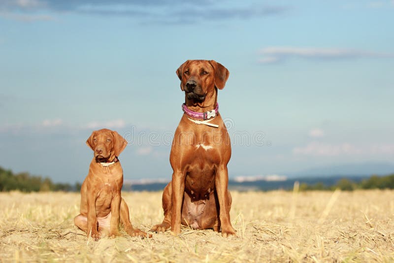 Two dogs adult and puppy