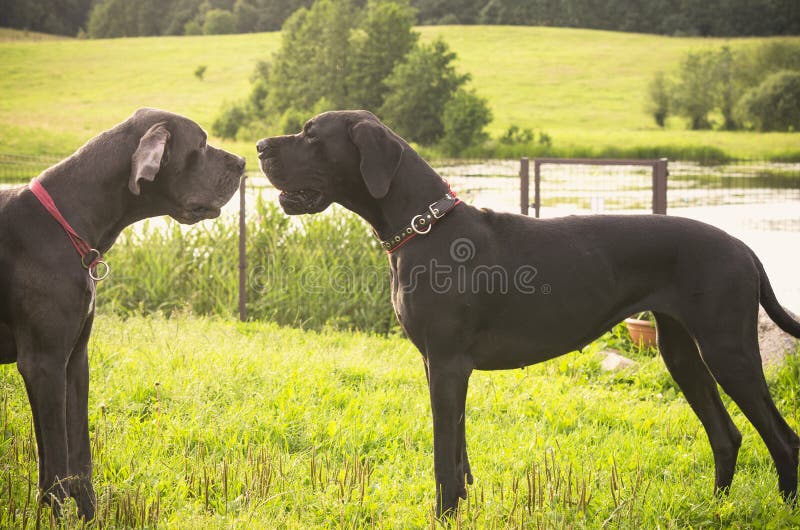 How Do You Get Two Dogs To Like Each Other