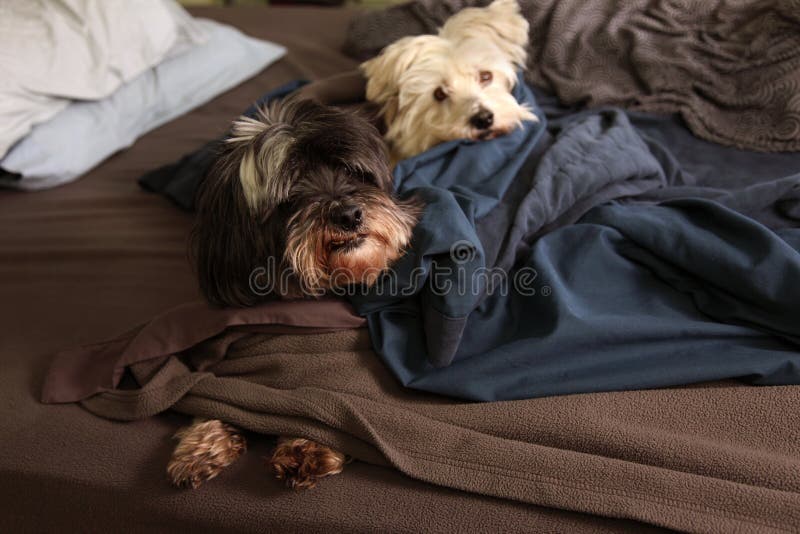 Two dogs in bed stock photo. Image of master, cute, owner 18883902