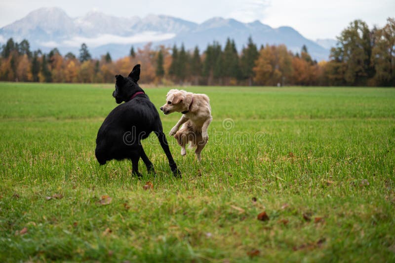 Two dogs, black and white, playing in a meadow royalty free stock photos