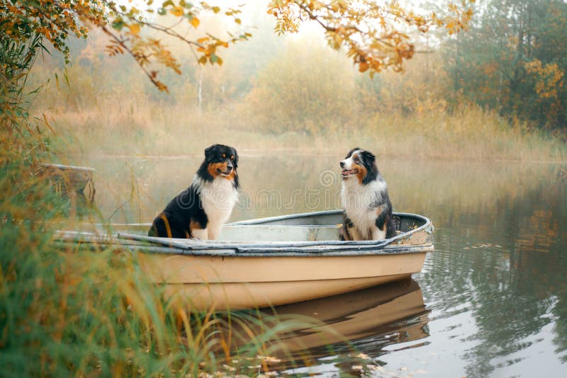 Dogs on the Boat. Labrador Retriever in Nature Stock Image - Image of ...