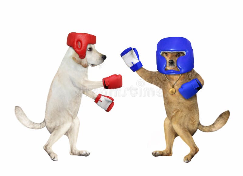 Boxing Dogs Stock Photos Free & RoyaltyFree Stock Photos from Dreamstime