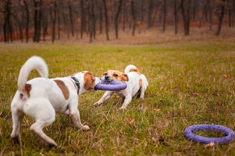 Two Dogs of Breed Jack Russell Terrier are Played by Pulling a Puller