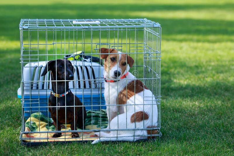 Two dogs in a cage stock photo. Image of pedigree, nature 270297922
