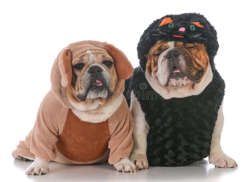 Dogs Dressed Like Cat and Dog Stock Image - Image of together, smile ...