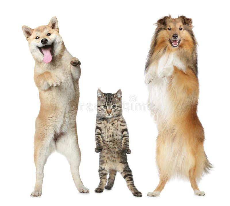 Two dogs and cat stand on hind legs