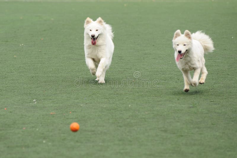 Two dogs chasing ball