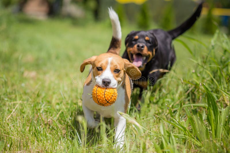 Two dogs chasing a ball