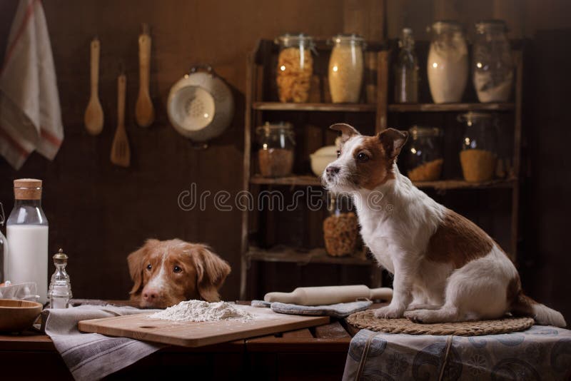 Two dogs are cooking in the kitchen. Pet at home stock photography Two dogs are cooking in the kitchen. Pet at home stock photography