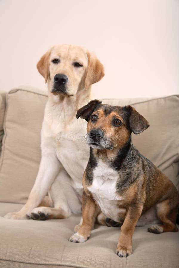 Two Dogs on a Couch stock image. Image of couch, canine 4285969