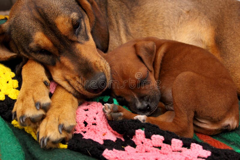 Two Dogs Cuddle and Sleep stock photo. Image of background 51040842
