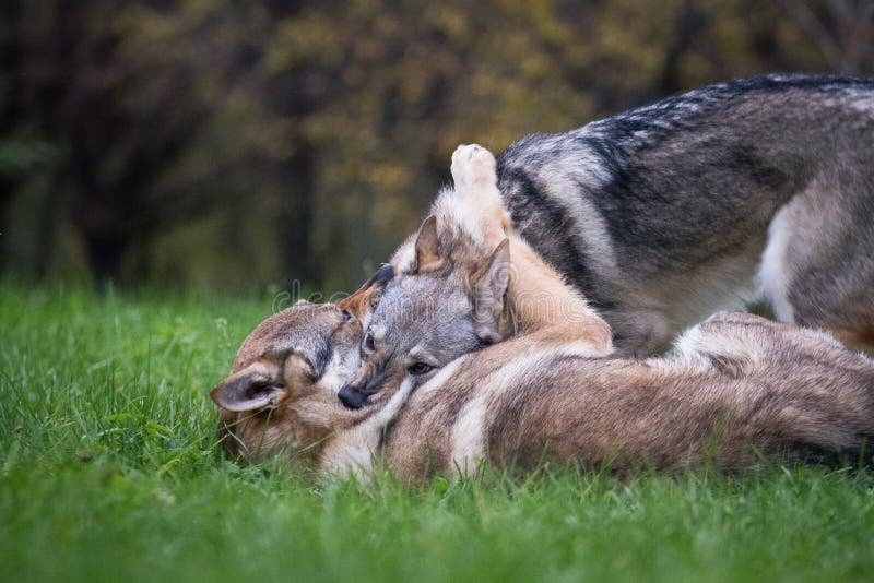 Two Dogs Czechoslovakian Wolfdogs Play and Bite in Nature Stock Photo ...