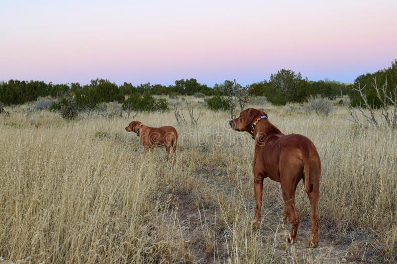 941 Desert Dogs Photos Free Royalty Free Stock Photos From Dreamstime 941 Desert Dogs Photos Free Royalty Free Stock Photos From Dreamstime