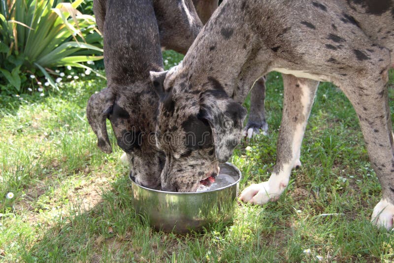 Two dogs drink water stock photo. Image of patient, lying 9569942
