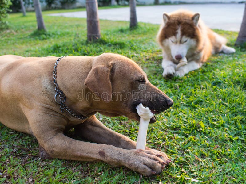 White Siberian Husky Eating Bone Stock Photo Image of tongue, bites