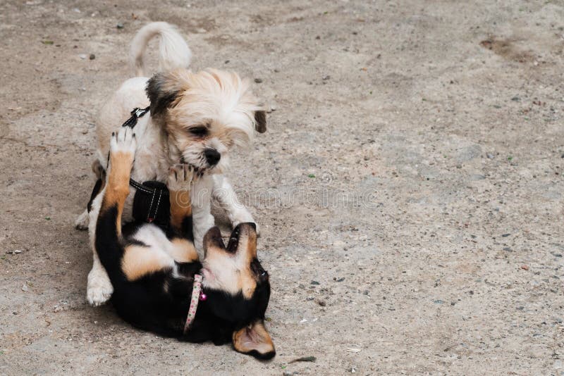 Two dogs fighting stock image. Image of beautiful, purebred 72058913