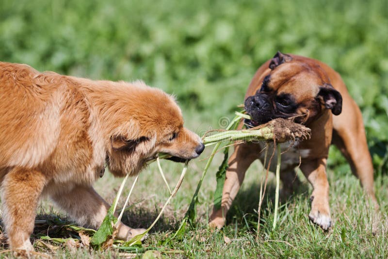 Two dogs fighting about turnip leaves