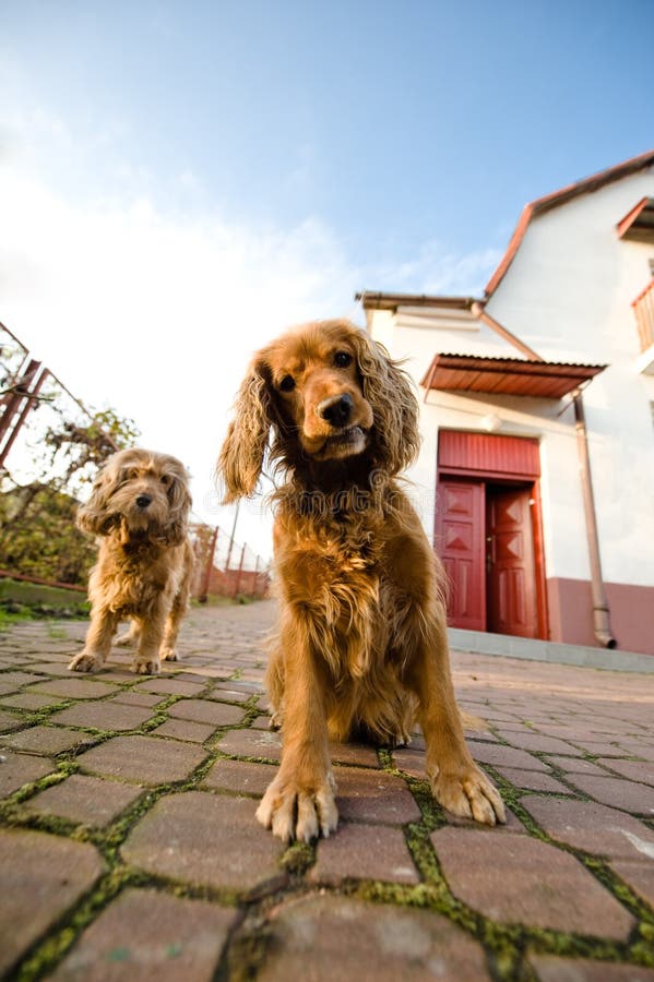 Two dogs in a front of house