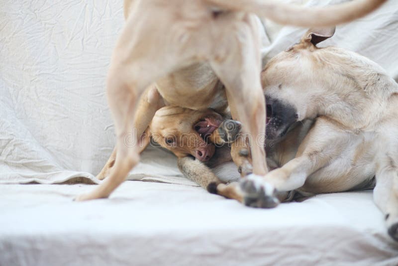 Two dogs in the game stock image. Image of animals, guard 96776715