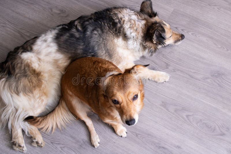 Two Dogs Lie on the Floor Top View Stock Photo Image of cute