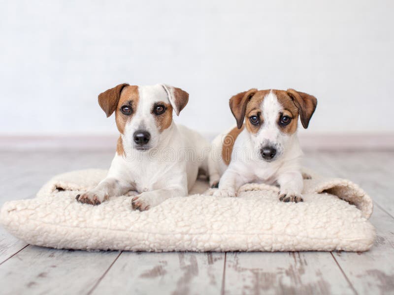Two dogs lying on pillow stock image. Image of couple 151362081